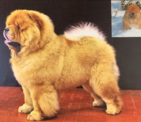 The Chow Chow Club
