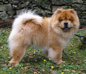 The Chow Chow Club