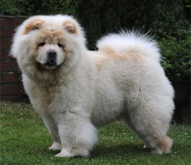 The Chow Chow Club