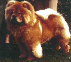 The Chow Chow Club