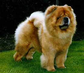 The Chow Chow Club