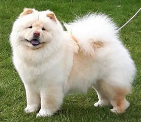 The Chow Chow Club