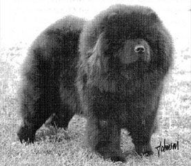 The Chow Chow Club