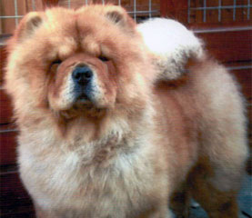 The Chow Chow Club