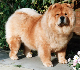 The Chow Chow Club