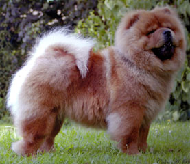 The Chow Chow Club