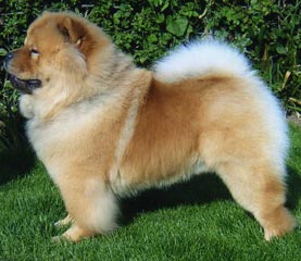 The Chow Chow Club