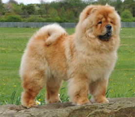 The Chow Chow Club