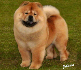 The Chow Chow Club