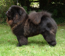 The Chow Chow Club
