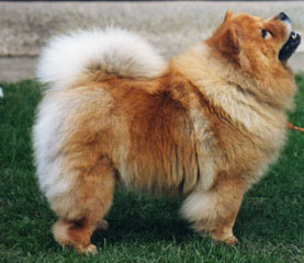 The Chow Chow Club
