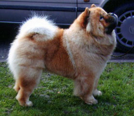 The Chow Chow Club