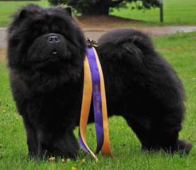 The Chow Chow Club