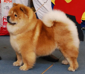 The Chow Chow Club