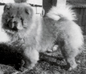 The Chow Chow Club