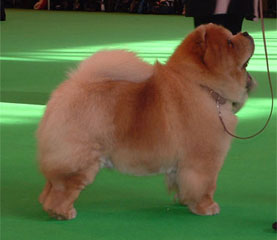 The Chow Chow Club