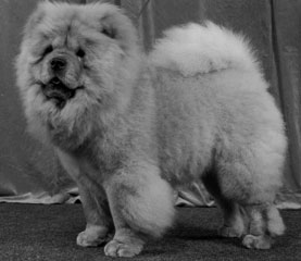 The Chow Chow Club