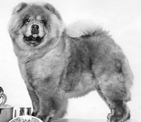 The Chow Chow Club