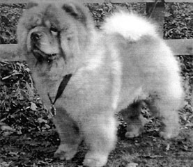 The Chow Chow Club