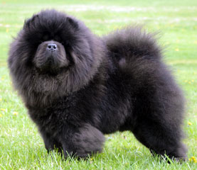The Chow Chow Club