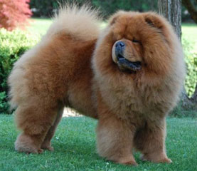 The Chow Chow Club