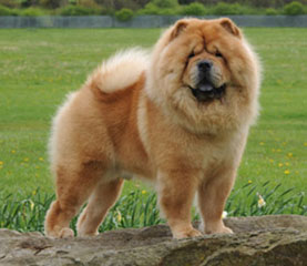 The Chow Chow Club
