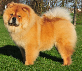 The Chow Chow Club