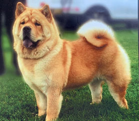 The Chow Chow Club