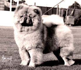 The Chow Chow Club