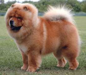 The Chow Chow Club