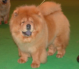 The Chow Chow Club