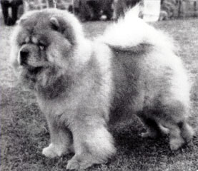 The Chow Chow Club