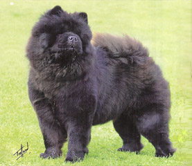 The Chow Chow Club