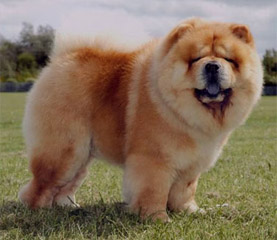 The Chow Chow Club