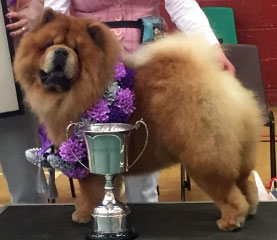 The Chow Chow Club