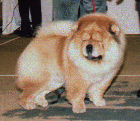 The Chow Chow Club