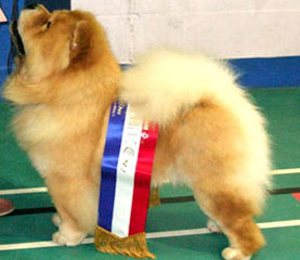 The Chow Chow Club