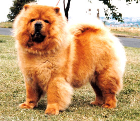 The Chow Chow Club