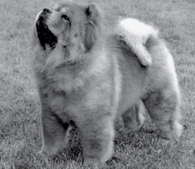 The Chow Chow Club