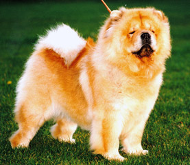 The Chow Chow Club
