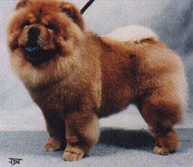 The Chow Chow Club