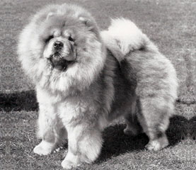 The Chow Chow Club