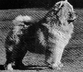 The Chow Chow Club
