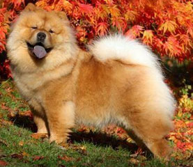 The Chow Chow Club