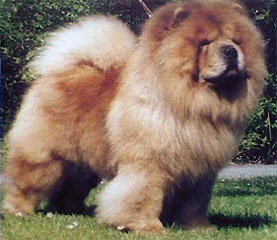 The Chow Chow Club