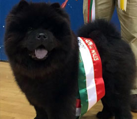 The Chow Chow Club