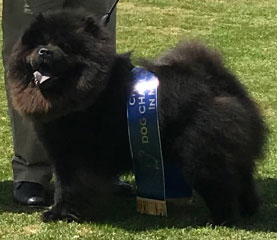 The Chow Chow Club