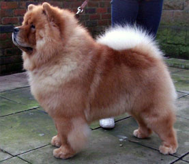 The Chow Chow Club