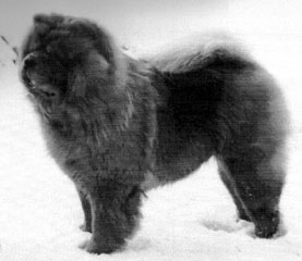 The Chow Chow Club