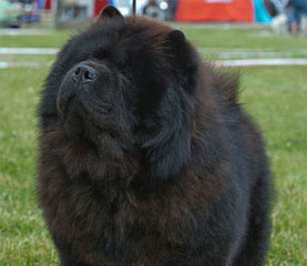 The Chow Chow Club